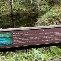 原生林🌳の中の神秘の池　神の子池