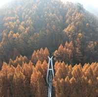 Hanging Bridge 