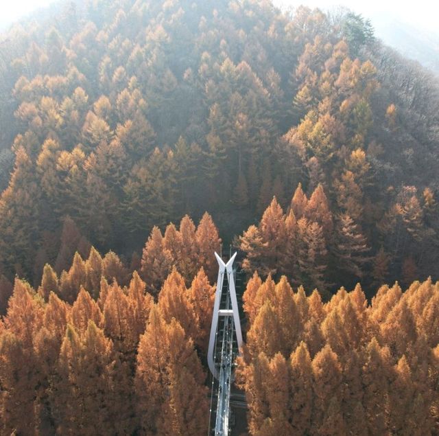 Hanging Bridge 
