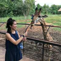 Khao Yai's Bonanza Exotic Zoo