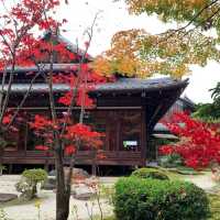 京都紅葉2022  天授庵の素晴らしいすぎる紅葉