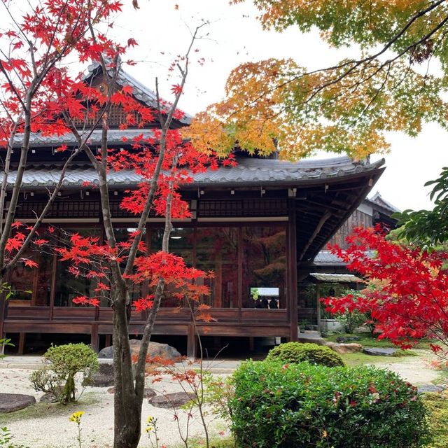 京都紅葉2022  天授庵の素晴らしいすぎる紅葉