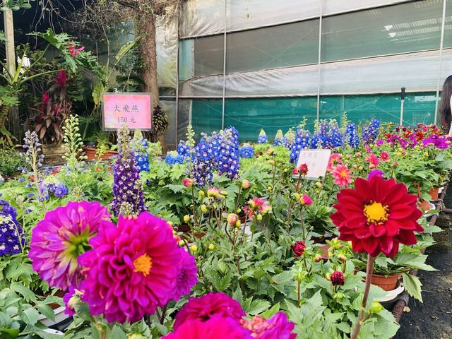 桃園景點-和春花卉農場