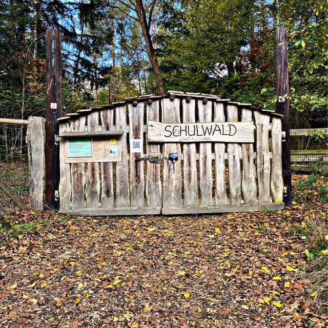 School in the Forest