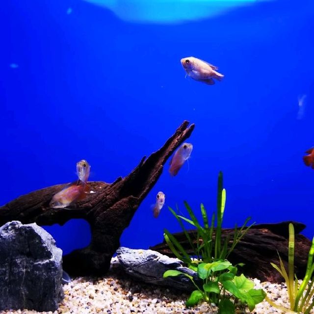 Shanghai Pudong  Aquarium