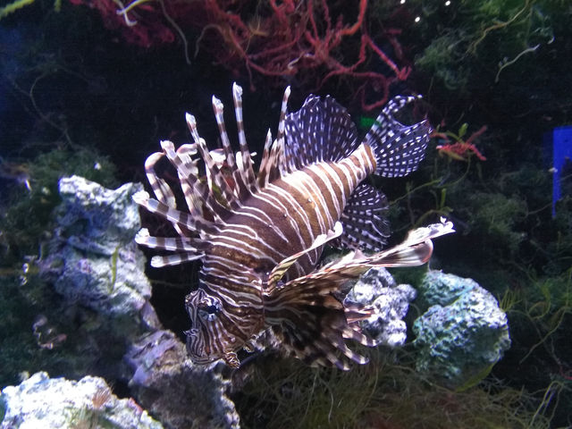 Oceanarium in Vladivostok