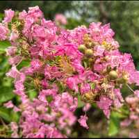 Flower spotting in Hanxiang Water Garden 🪴 