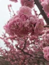 Spring In Yantai 