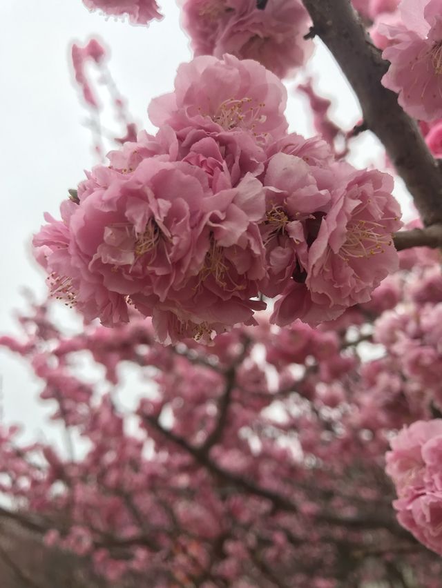 Spring In Yantai 