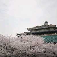 Cherry-Blossom in Wuhan University