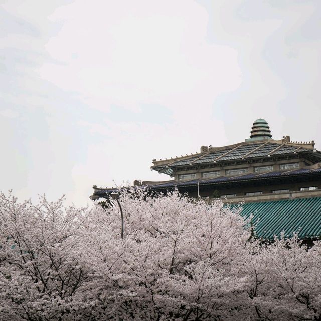 Cherry-Blossom in Wuhan University