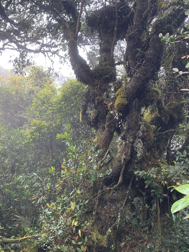 Malaysia's "The Wizard of Oz" - Kinabalu Moss Forest
