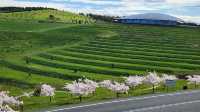 Enjoy the flowers at Canberra Arboretum.