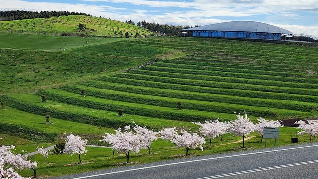 Enjoy the flowers at Canberra Arboretum.