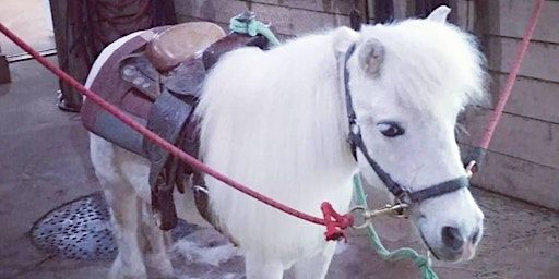 Spring Pony Lessons | 9916 Nichols Road, Windham, OH, USA
