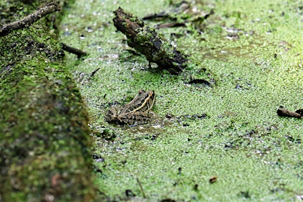 Kids Hike: Pond and Stream Discovery | Floracliff Nature Sanctuary