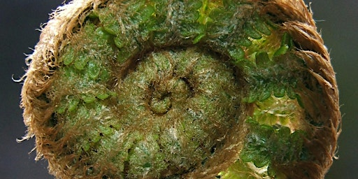 Learn Your Ferns! | The Kingcombe Centre