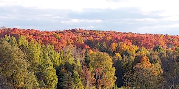 Forest Trail Maintenance at Everdale | Everdale