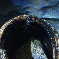 S.E.A. Aquarium - Sentosa, Singapore