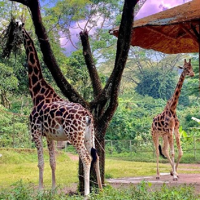 INDONESIAN SAFARI PARK, BOGOR