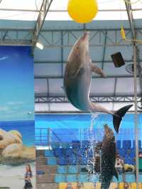  โชว์โลมาภูเก็ต 🐬