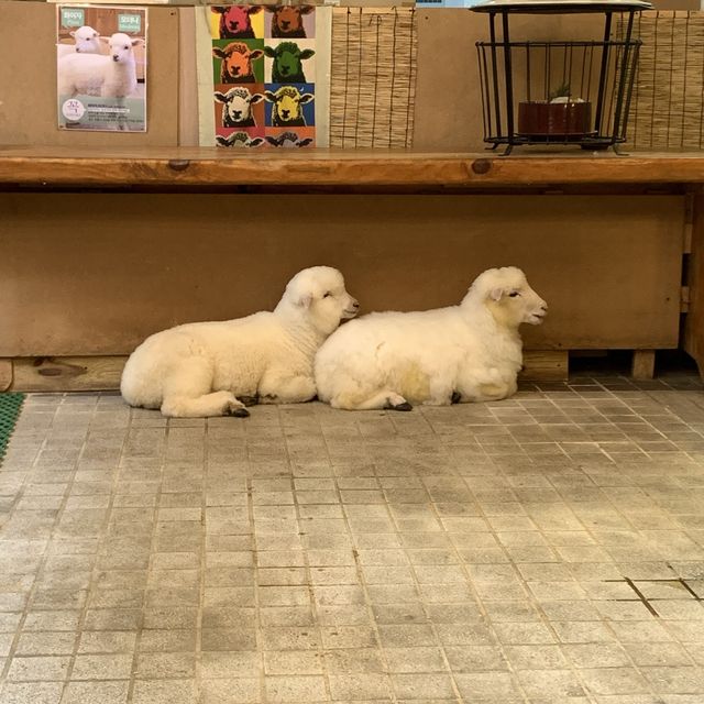 [서울 한복판에 양이 나타났다?!]