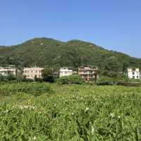 梅窩一星簡易行山路線回東涌 