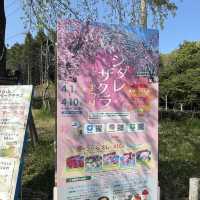 名古屋市守山区　フルーツパークのしだれ桜