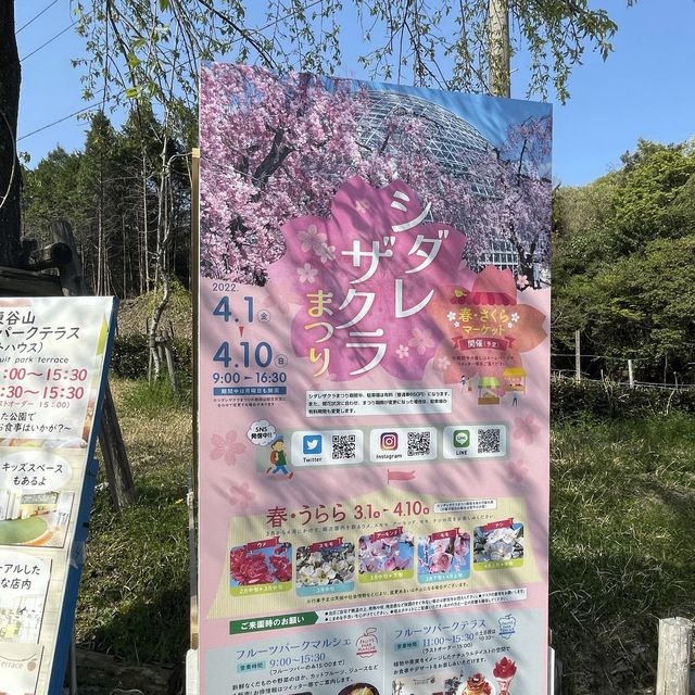 名古屋市守山区　フルーツパークのしだれ桜