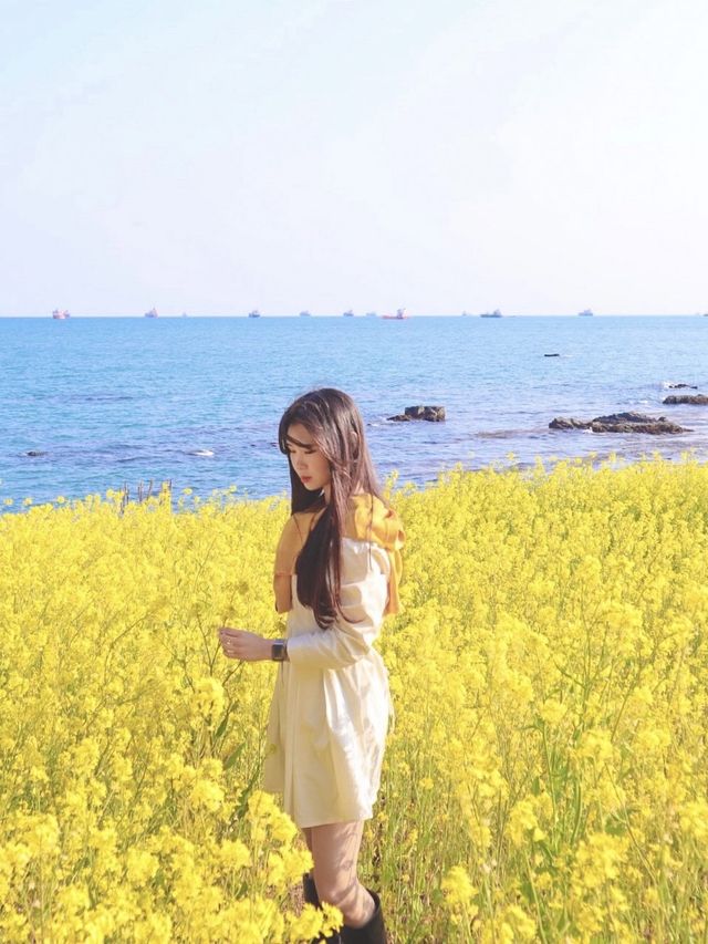 바다가 보이는 넓은 유채꽃밭, 울산 슬도에서 두 마리 토끼잡기
