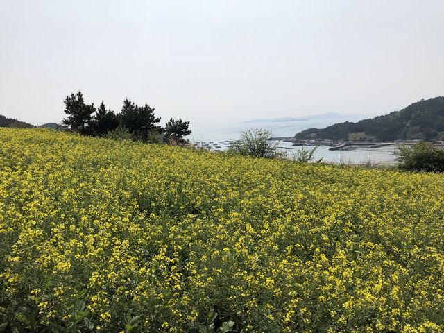 청산도