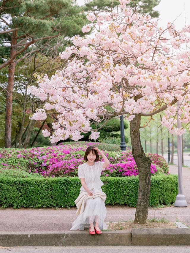 겹벚꽃 숨은 맛집 ERICA캠퍼스🌸