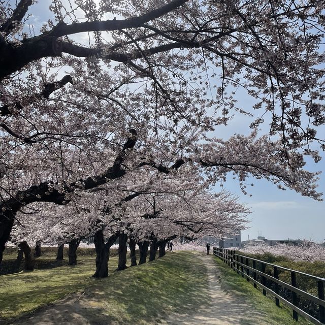 【北海道:函館】春の五稜郭公園をぶらり散策