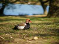 英國 Richmond Park 