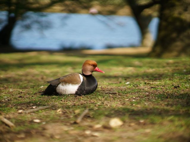 英國 Richmond Park 