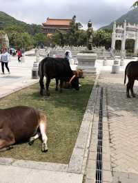 องค์พระใหญ่ The Big Buddha