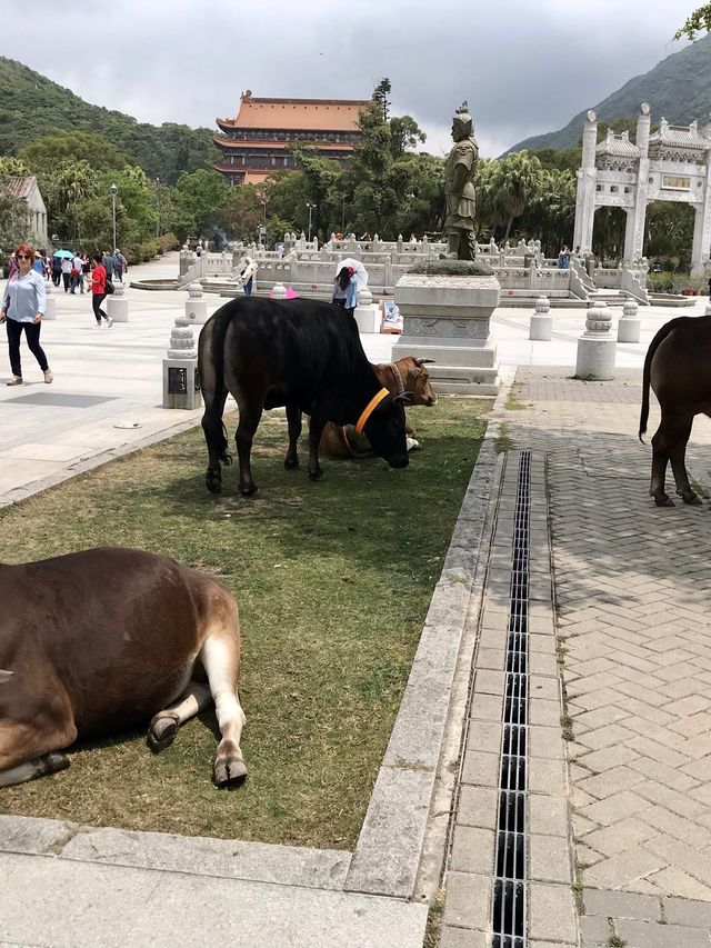 องค์พระใหญ่ The Big Buddha