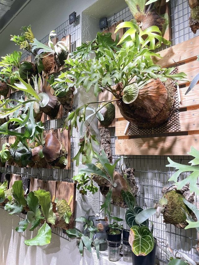長洲超特別植物餐廳🌳 特色陳皮咖啡☕️