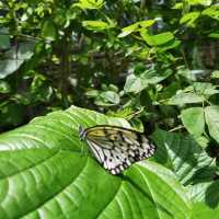 Butterfly Garden in Penang