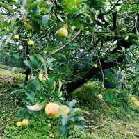 fresh apples in colorful village at Malang