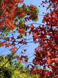 【突襲大棠楓香林？！意想不到的偶遇紅葉🍁】