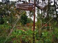 Jurong Lake Floating Wetlands - Part 1