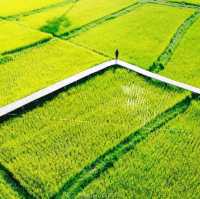 ทุ่งนา สะพานไม้ ใบเสมาหินโบราณ เต่างอย สกลนคร
