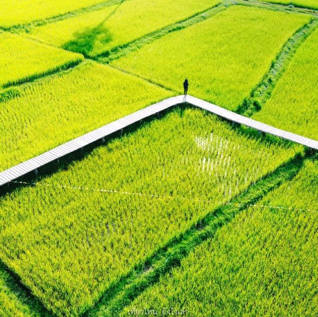 ทุ่งนา สะพานไม้ ใบเสมาหินโบราณ เต่างอย สกลนคร