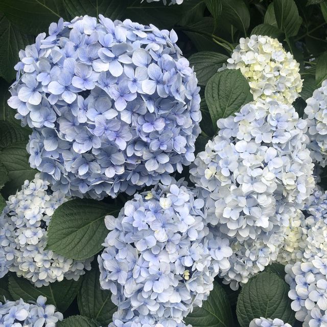 푸릇푸릇한 보롬왓 🌿
