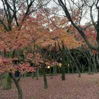 【千代田区】武道館すぐ横　北の丸公園