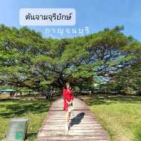 🌳 ต้นจามจุรียักษ์ อายุกว่า 100 ปี 🌿