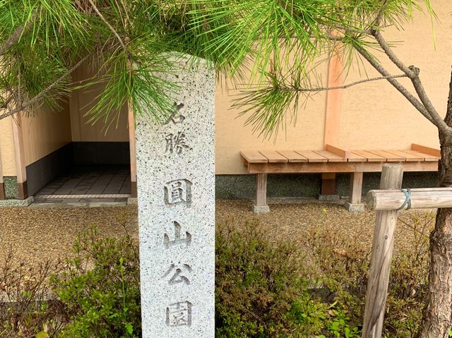 京都　KYOTO SAKURAめぐり❗️円山公園の祇園枝垂桜に感動❗️