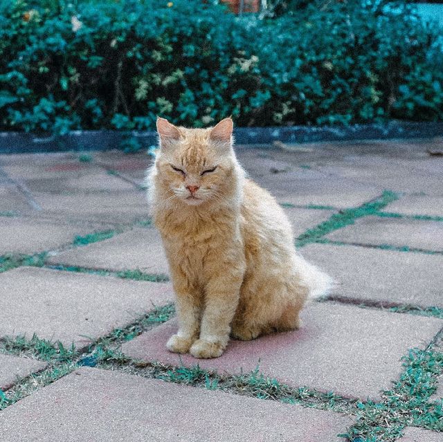🐱ทาสแมวต้องใจละลาย เมื่อได้ไปเกาะพีพี🌴 🐱ทาสแมวต้องใจละลาย เมื่อได้ไปเกาะพีพี🌴