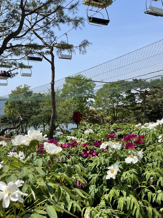 향기까지 너무 좋았던 작약 꽃밭